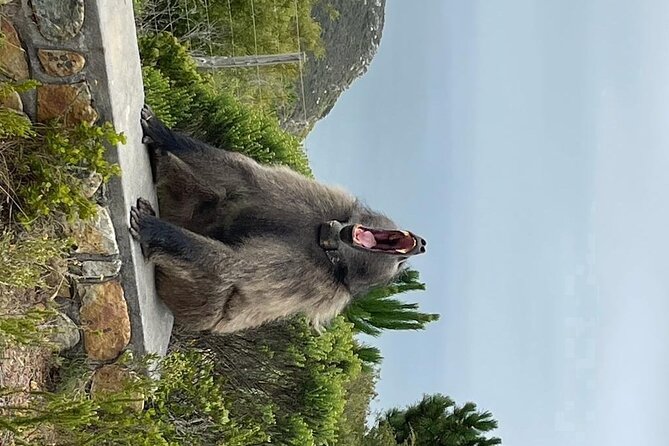 Cape Point, Penguins & Wine Tasting In Constantia Full Day Tour - A Full-Day Cape Peninsula Plan That Actually Makes Sense