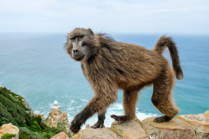 Cape Point Private Nature Tour & Hike - Cape of Good Hope: Fynbos Hike and Wildlife Spotting When You Want the Real Nature