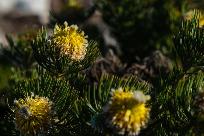 Cape Point Private Nature Tour & Hike - Price and Value: What $111.73 Buys You, and What You Still Pay Separately