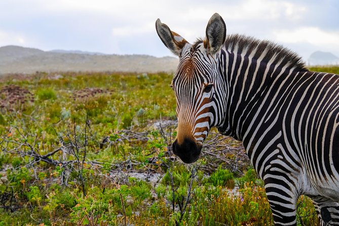 Cape Point Private Nature Tour & Hike - Tips for a Smoother Day on the Trails and Clifftops