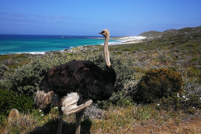 Cape Point Xplorer - Boulders Beach Penguin Colony: African penguins with real viewing time
