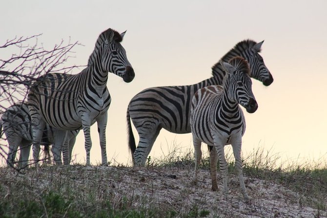 Cape Recife, Lighthouse and 4x4 Grysbok Reserve - HD14 - Price and value: what $93.68 buys you