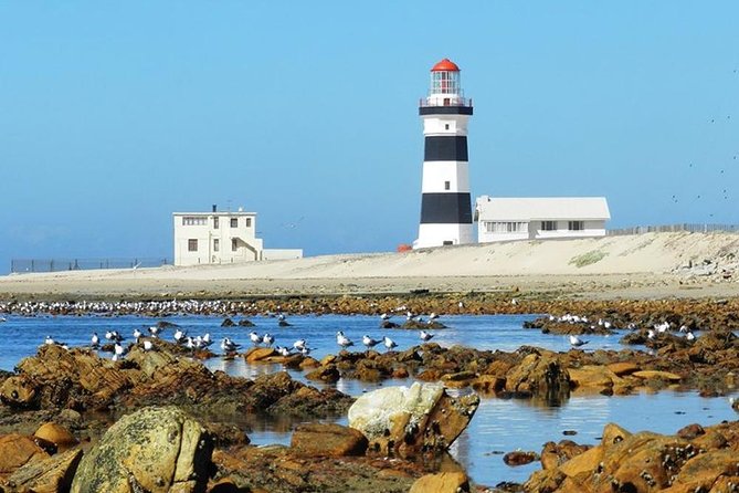 Cape Recife, Lighthouse and 4x4 Grysbok Reserve - HD14 - Algoa Bay’s coastal story, conservation, and the meaning behind the scenery