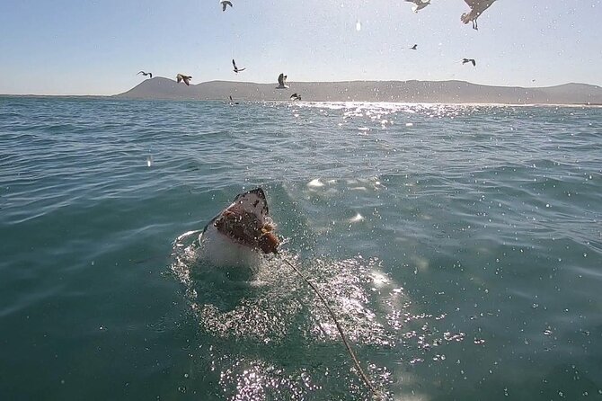 Cape Shark Diving Adventures - Key Reasons This Shark Cage Experience Works
