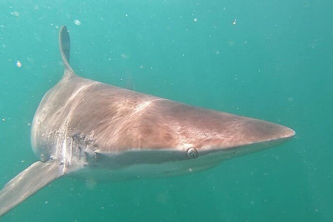 Cape Shark Diving Adventures - The Gansbaai Drive From Cape Town, and Why the Timing Matters