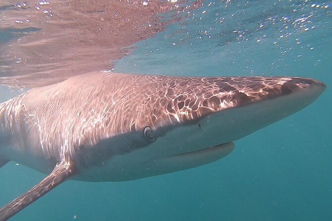 Cape Shark Diving Adventures - The Boat, the Crew, and the Value of a Marine-Focused Team