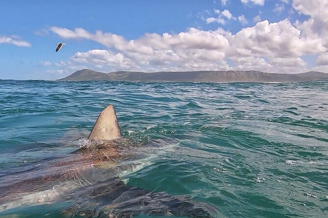 Cape Shark Diving Adventures - Practical Tips for Your 3 Hours at Sea
