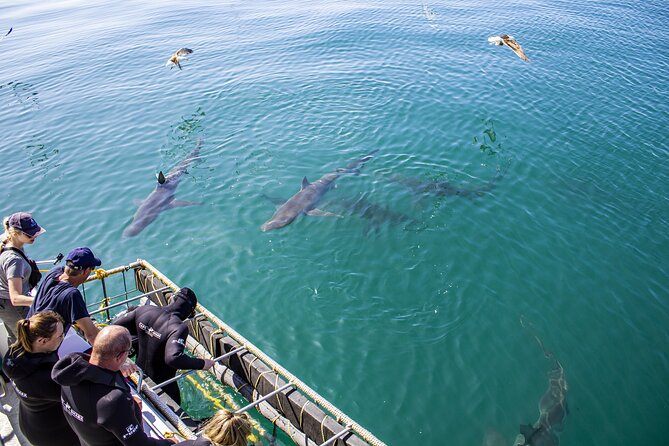Cape Shark Diving Adventures - How the Shark Attraction Stage Works, and What You Might See