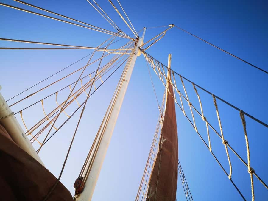 Cape Town: 1 Hour Table Bay Sailing Tour - Wildlife: what you might see, and why it’s never guaranteed