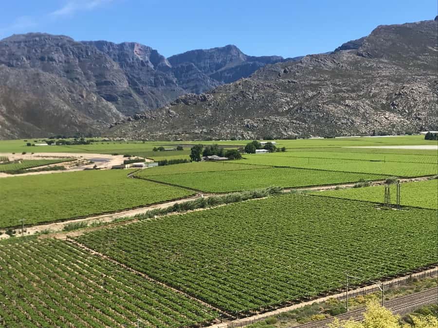 Cape Town: 15 Wine Tasting & Wildlife Small Group Tour - Key highlights to know before you go