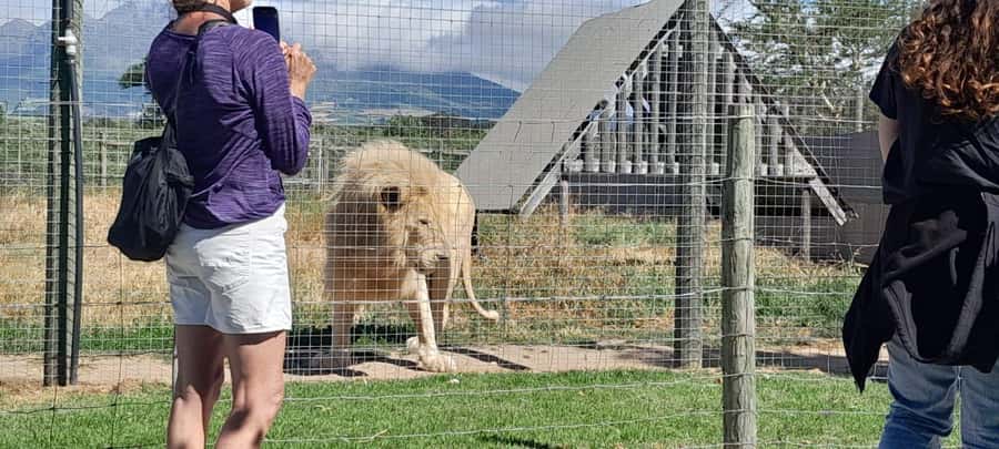 Cape Town: 15 Wine Tasting & Wildlife Small Group Tour - Stellenbosch town time: Cape Dutch charm plus a guided orientation
