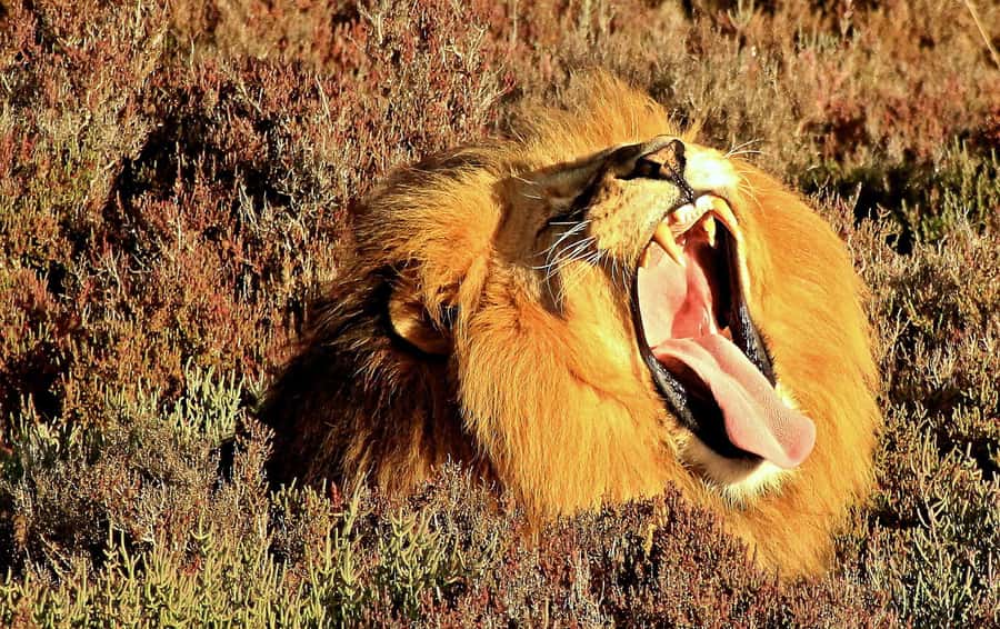Cape Town: 2-Day Wildlife Tour with Safaris and Luxury Stay - The Renosterveldt Bonus: Watching More Than the Headliners