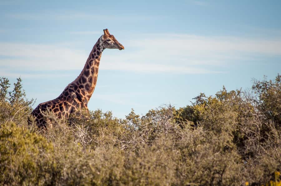 Cape Town: 2-Day Wildlife Tour with Safaris and Luxury Stay - Day 2: Klein Karoo Bush Drive, Where Smaller Wildlife Gets Credit