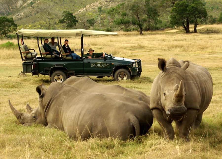 Cape Town: 2-Day Wildlife Tour with Safaris and Luxury Stay - Price and Value: What You Pay for at $534 Per Person