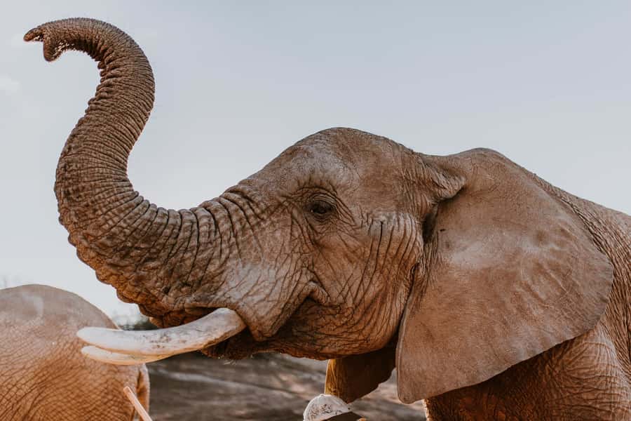 Cape Town: 2-Day Wildlife Tour with Safaris and Luxury Stay - Day 1 at Botlierskop: Big Five Potential in a Malaria-Free Reserve