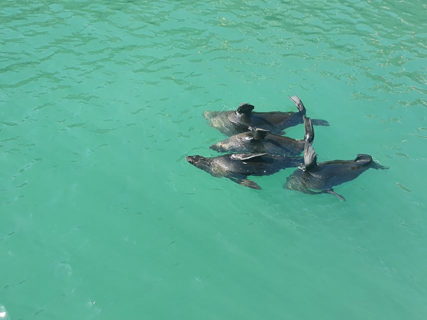 Cape Town: 30 Minute Harbour Boat Cruise with Seal Watching - Key Points Worth Knowing Before You Go