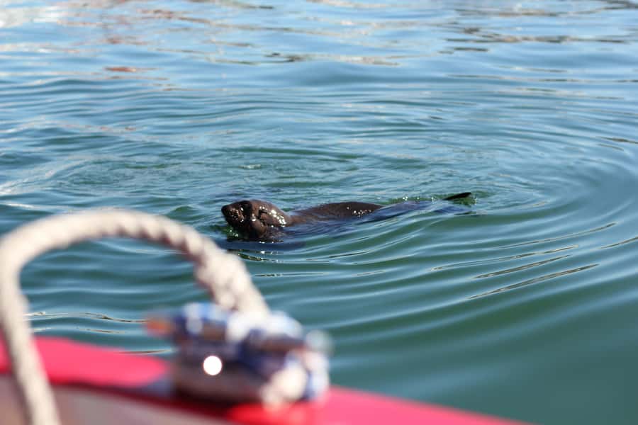 Cape Town: 30 Minute Seal-Watching Harbour Cruise - Key things to know before you go