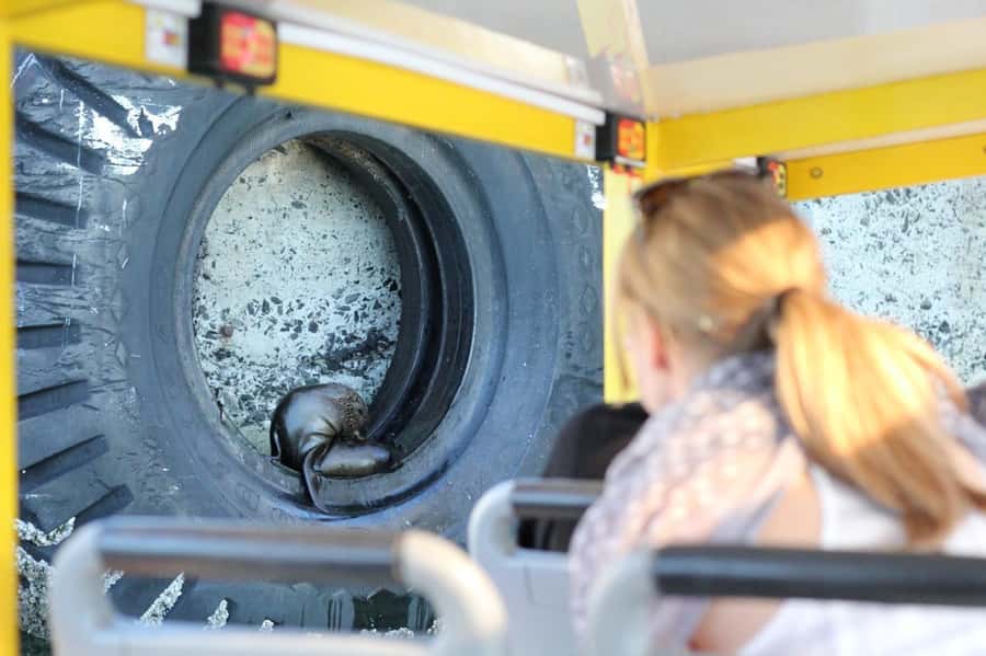 Cape Town: 30 Minute Seal-Watching Harbour Cruise - Price and value: why about $6 can work as a smart add-on