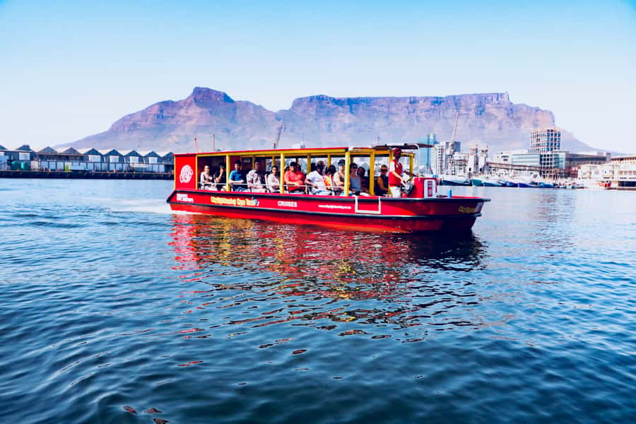 Cape Town: 30 Minute Seal-Watching Harbour Cruise - Best for families, couples, and time-conscious days