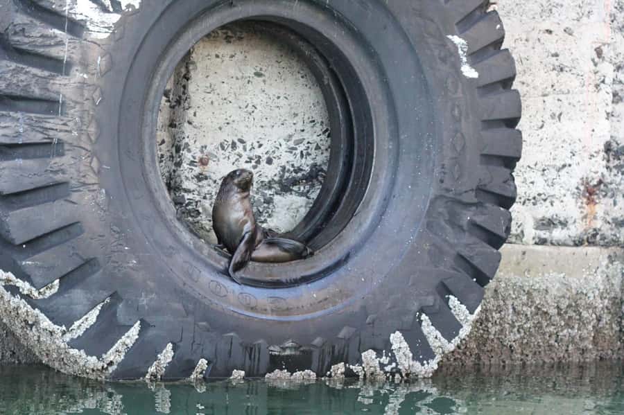 Cape Town: 30 Minute Seal-Watching Harbour Cruise - Not suitable for everyone: mobility and access considerations