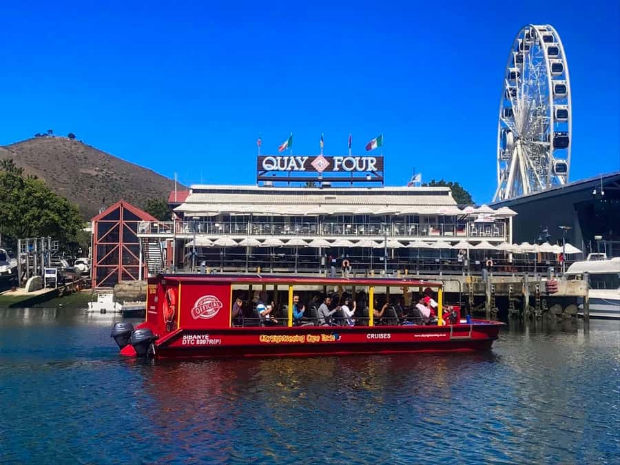 Cape Town: 30 Minute Seal-Watching Harbour Cruise - The 30-minute route: what you actually see from the water