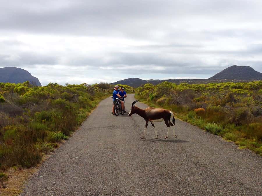 Cape Town: 9-hour Cape Point Private Guided Cycling Tour - Masiphumelelele: a meaningful option beyond the postcard stops