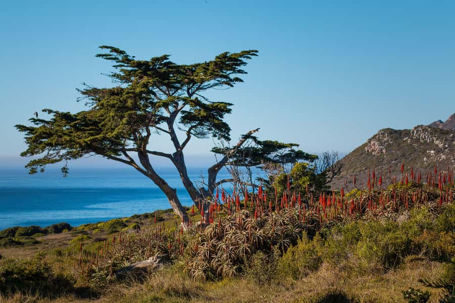 Cape Town: 9-hour Cape Point Private Guided Cycling Tour - What you get for $353, and whether it feels like value