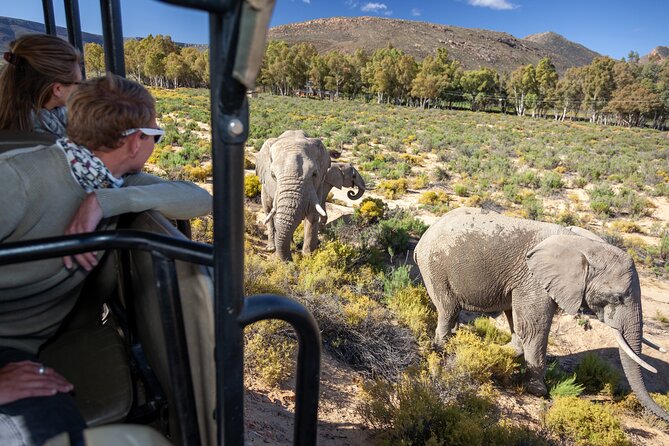 Cape Town Aquila Afternoon Safari with transport and lunch - Key highlights at Aquila, Cape Town
