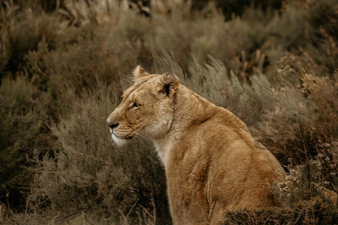 Cape Town Aquila Afternoon Safari with transport and lunch - Air-conditioned comfort and why it matters in Cape Town