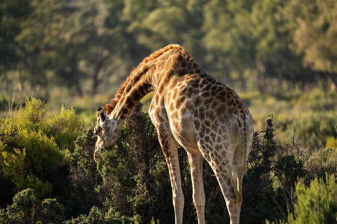 Cape Town Aquila Afternoon Safari with transport and lunch - Price and value: what $26 gets you and what to watch for