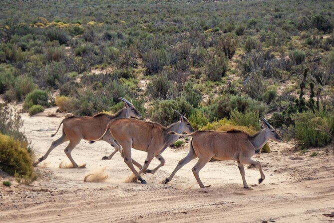 Cape Town Aquila Afternoon Safari with transport and lunch - Who this afternoon safari suits best