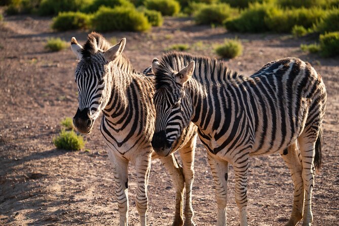 Cape Town Aquila Afternoon Safari with transport and lunch - Practical tips before you go (so you enjoy every stop)