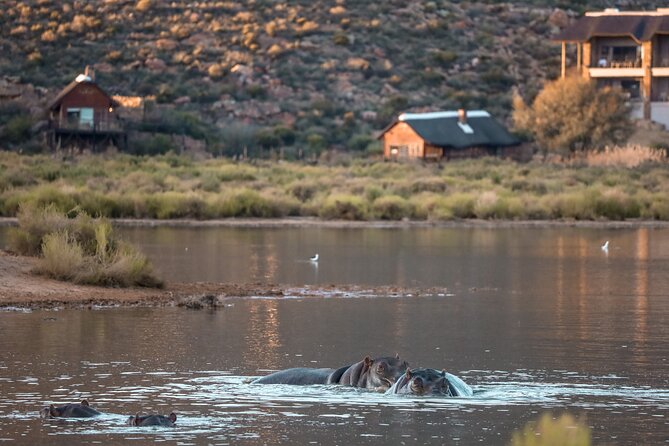 Cape Town Aquila Afternoon Safari with transport and lunch - Lunch on arrival: a simple way to start your safari right