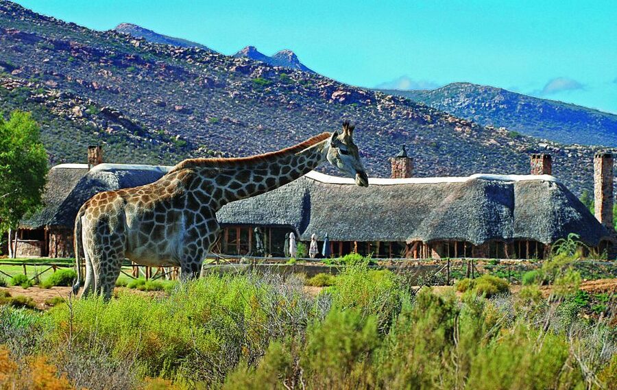 Cape Town: Aquila Game Reserve Day Entrance & Game Drive - Key Points Before You Book