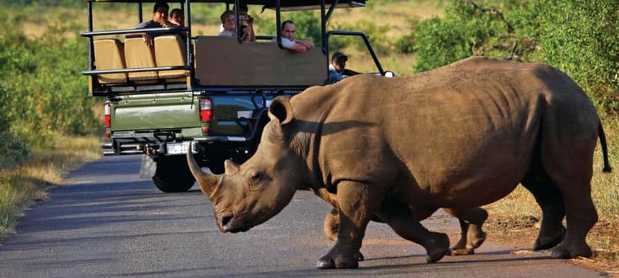 Cape Town: Aquila Game Reserve SAFARI +Lunch Buffet +Pickup - Key things that make this safari click