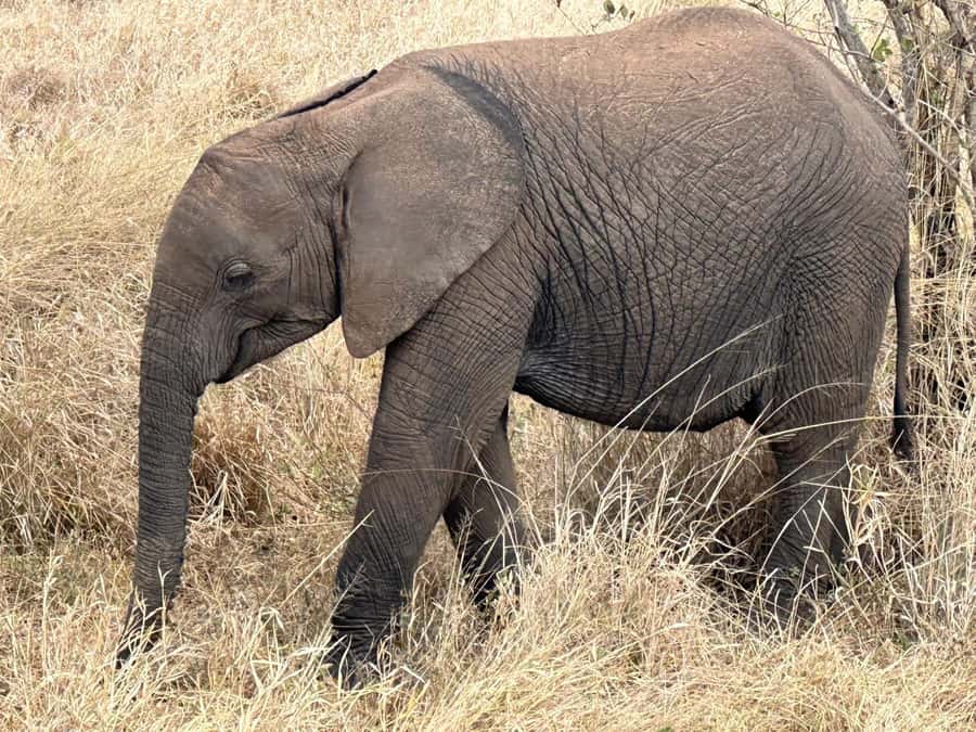Cape Town: Aquila Game Reserve Sunset Game Drive - Key things to know before you go