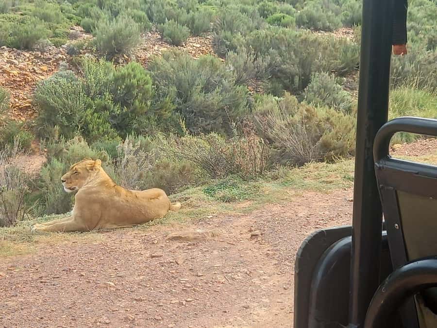 Cape Town: Aquila Game Reserve Sunset Game Drive - Cape Winelands Wine Tasting: The Western Cape “Breather” Stop