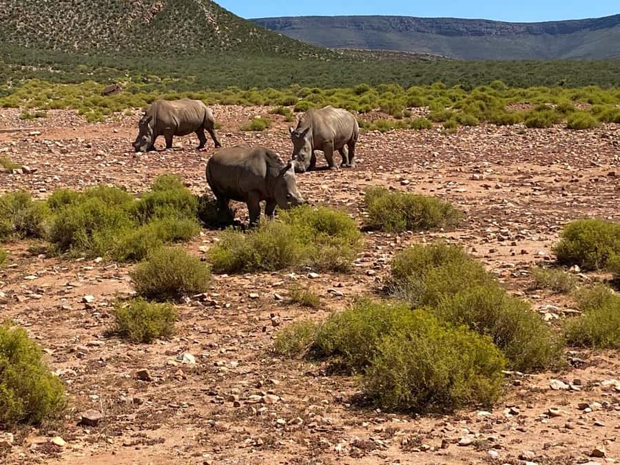 Cape Town: Aquila Game Reserve & V&A Waterfront Tour w/Lunch - Key Highlights You Should Care About