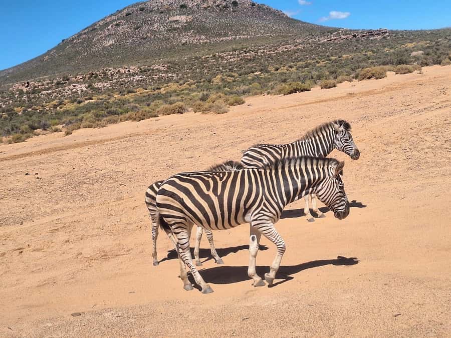 Cape Town: Aquila Game Reserve & V&A Waterfront Tour w/Lunch - A Full-Day Safari From Cape Town, With a V&A Waterfront Finish