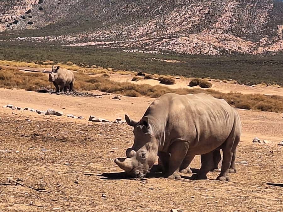 Cape Town: Aquila Game Reserve & V&A Waterfront Tour w/Lunch - On the Open-Air Game Drive: Big Five Time on a 4x4