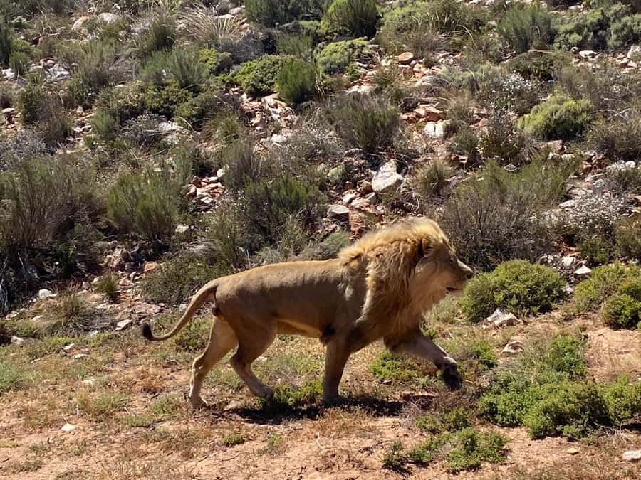 Cape Town: Aquila Game Reserve & V&A Waterfront Tour w/Lunch - Price and Value: What $158 Covers, and What You Still Need