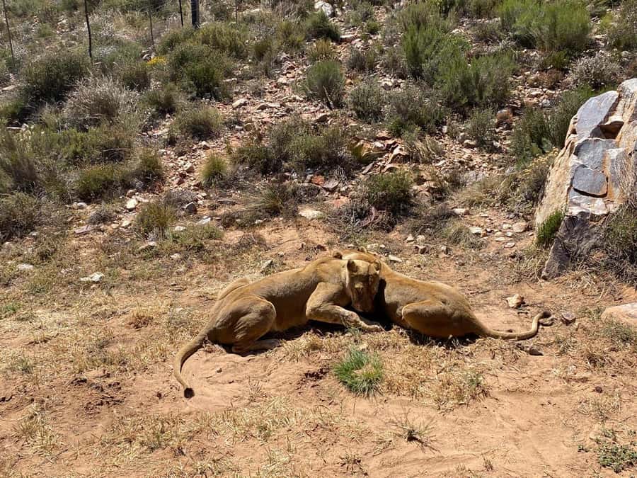 Cape Town: Aquila Game Reserve & V&A Waterfront Tour w/Lunch - Who This Tour Fits Best (and When It Might Not)
