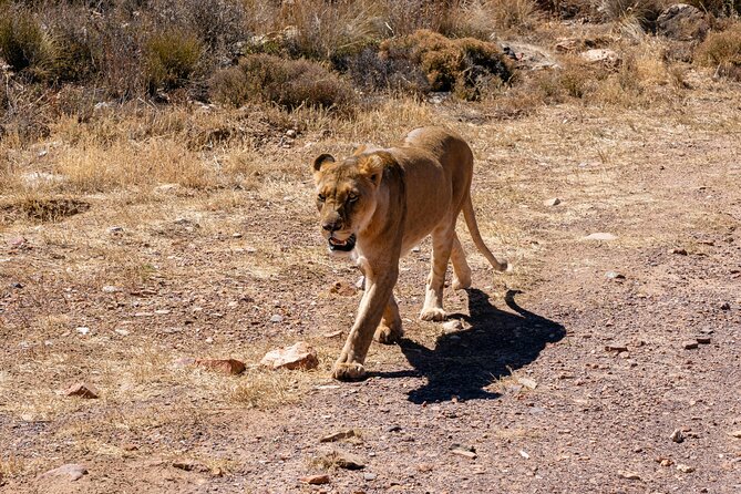 Cape Town Aquila Private Game Reserve Big Five Safari Adventure - Key highlights you will actually feel