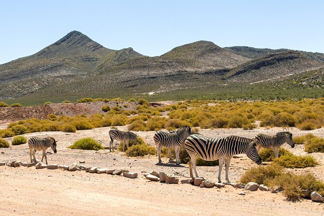 Cape Town Aquila Private Game Reserve Big Five Safari Adventure - Stop-by-stop: what to expect without the fluff