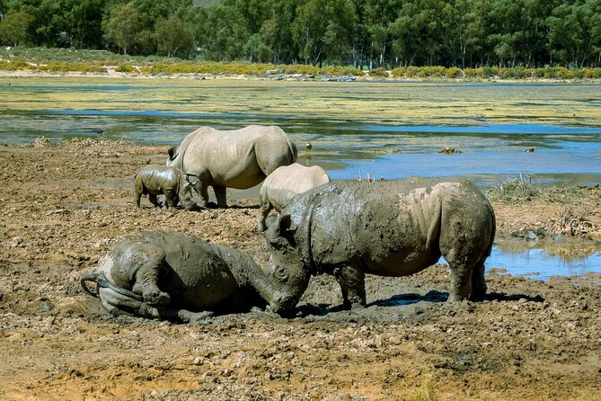 Cape Town Aquila Private Game Reserve Big Five Safari Adventure - Group size, shared driving, and what it means for your comfort