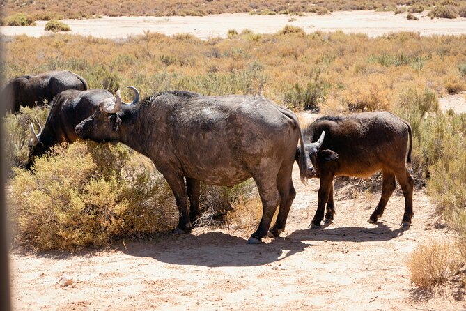 Cape Town Aquila Private Game Reserve Big Five Safari Adventure - Price and value: does $319.78 feel fair?