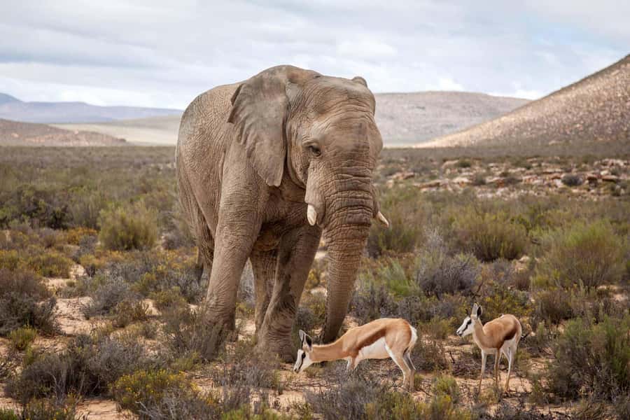 Cape Town: Aquila Reserve Safari with Lunch and Winery Visit - Key points before you go