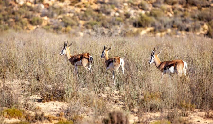 Cape Town: Aquila Reserve Safari with Lunch and Winery Visit - Languages and guides, how you’ll get the info
