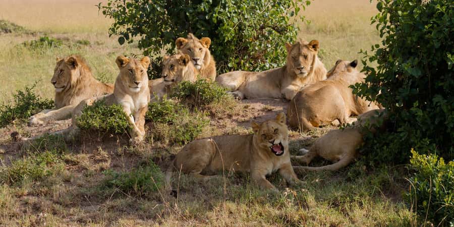 Cape Town: Aquila Reserve Safari with Lunch and Winery Visit - From Cape Town City Centre to Aquila, the day’s rhythm