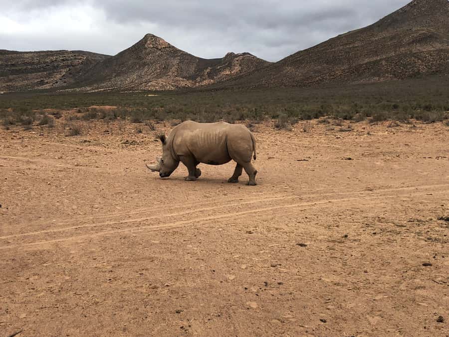 Cape Town: Aquila Reserve Safari with Lunch and Winery Visit - Vineyard moments and wine tasting: what is optional, what is included